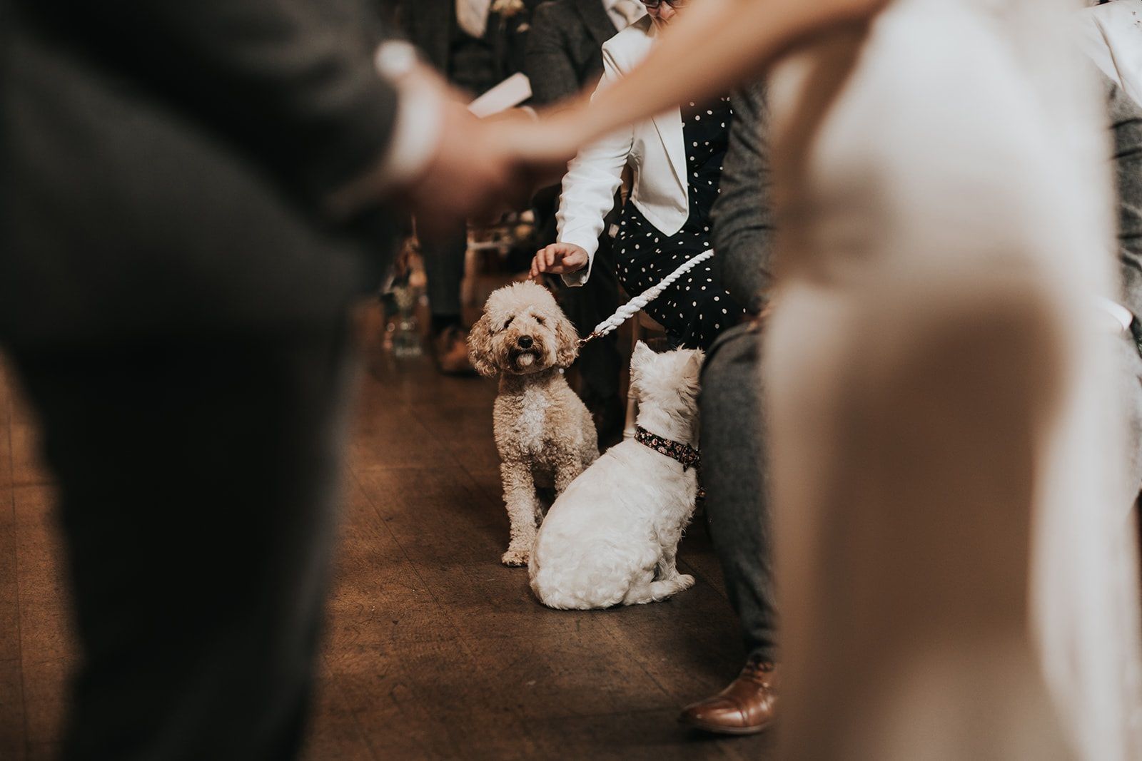 A bride and groom are holding hands with their dogs at their wedding ceremony.