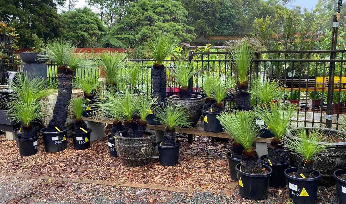 Garden Care in Port Macquarie Region Bonny Hills Garden Centre