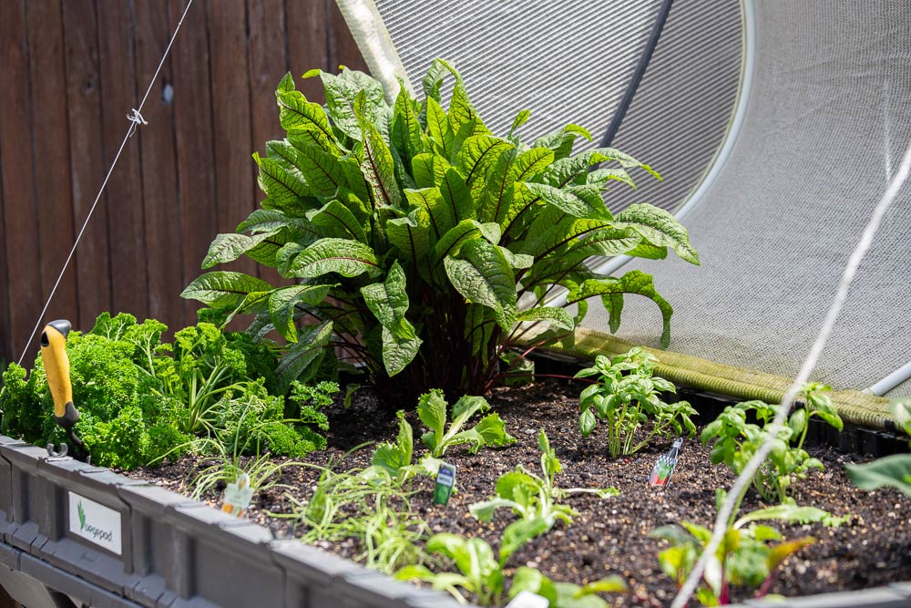 Vegetable Plants — VegePod in Bonny Hills NSW