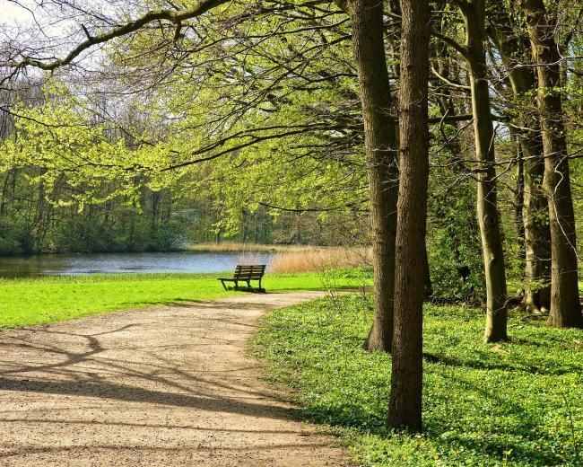 trail near a lake in a green wood
