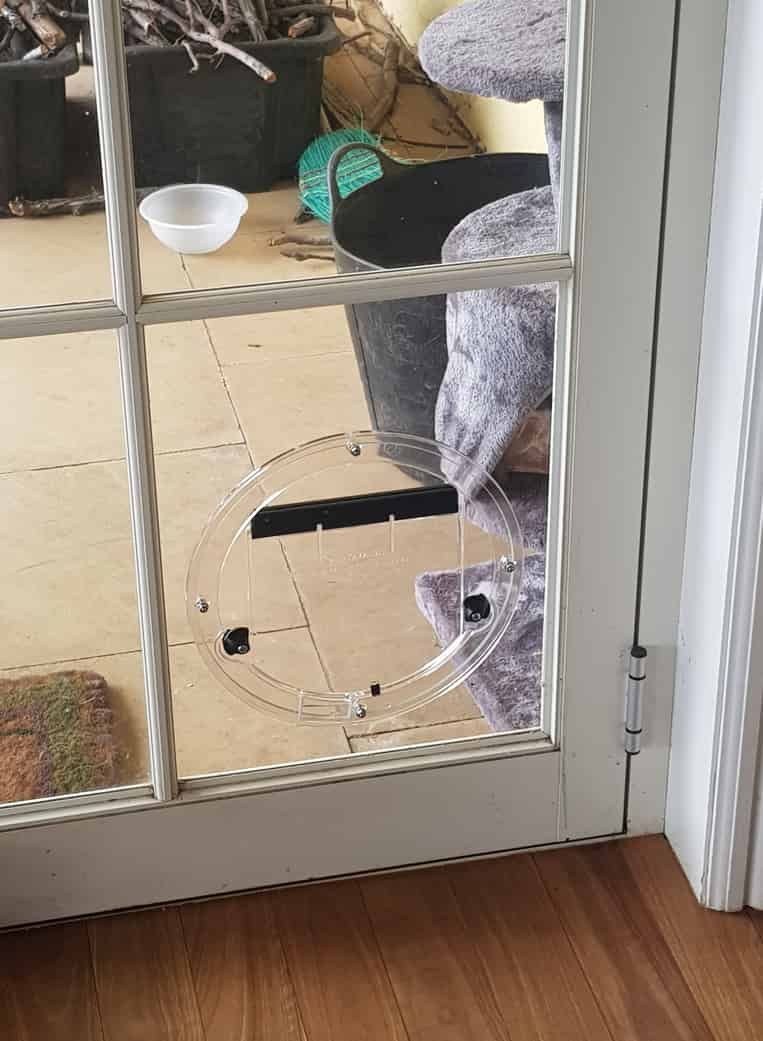 A Cat is Looking Out of a Broken Glass Door — Moss Vale Glass In Moss Vale, NSW