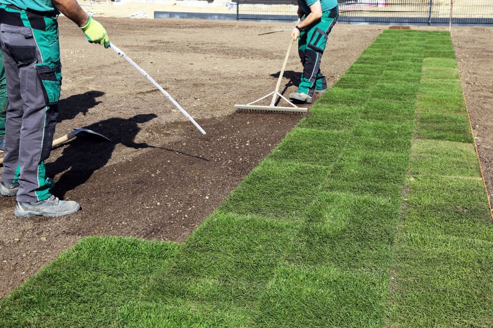 Sir Walter Buffalo Turf per slab