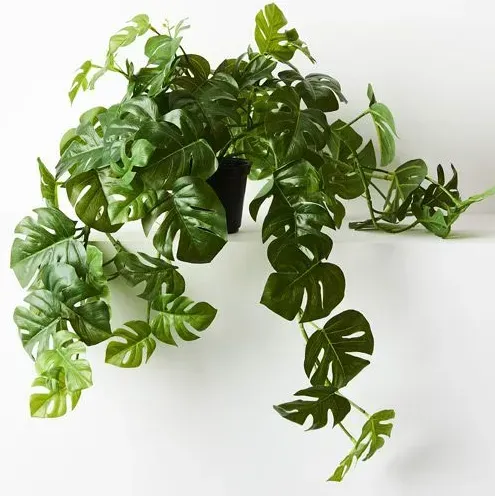 Monstera Hanging Bush in Pot 2