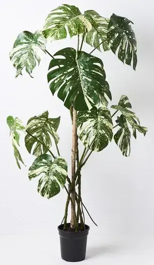 plant me soon