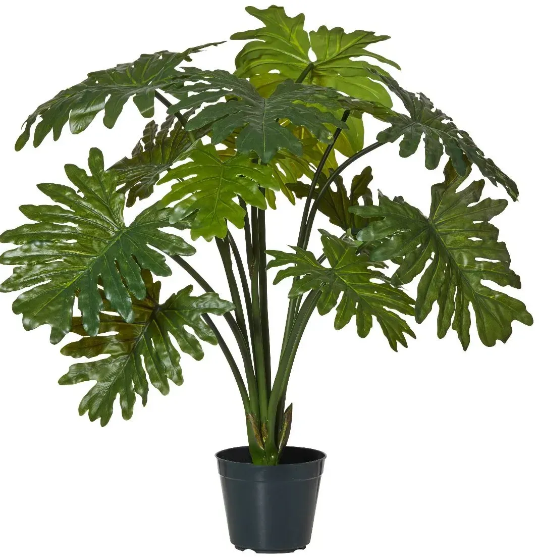 Sellium Plant