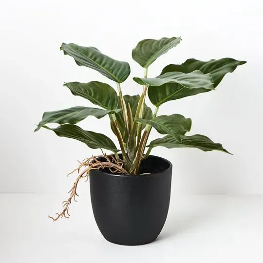 Alocasia Vine Plant