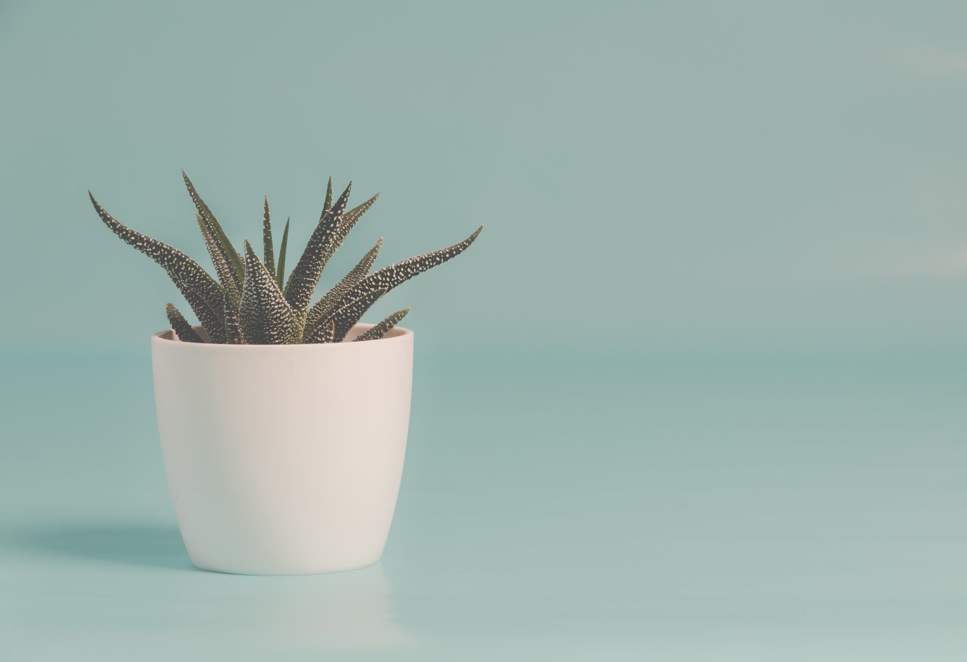 pot