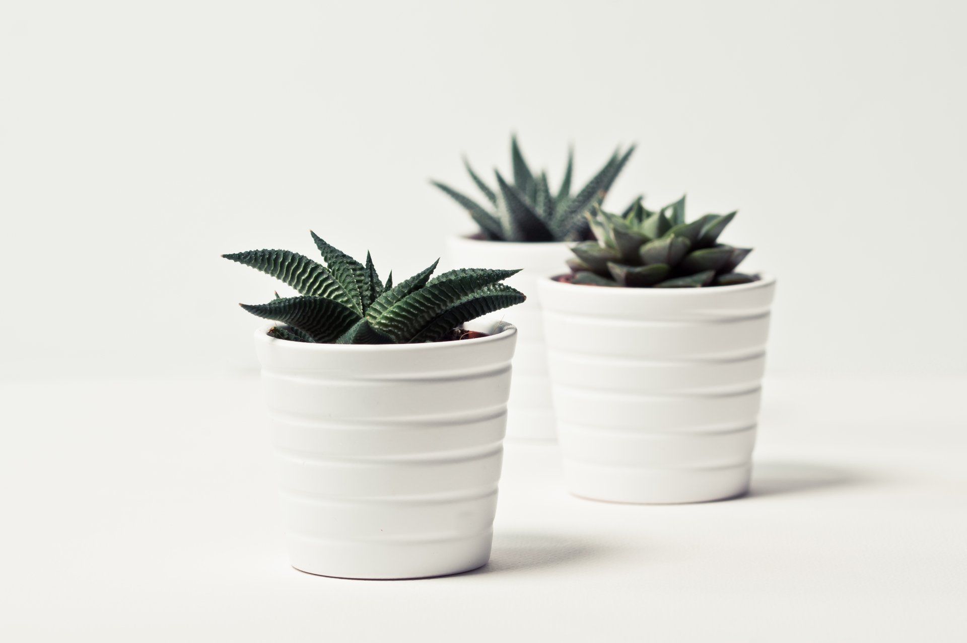 pot