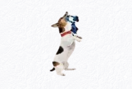 dog toy