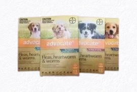 Advocate