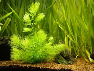 ANUBIAS CURLY HEART PLANT
