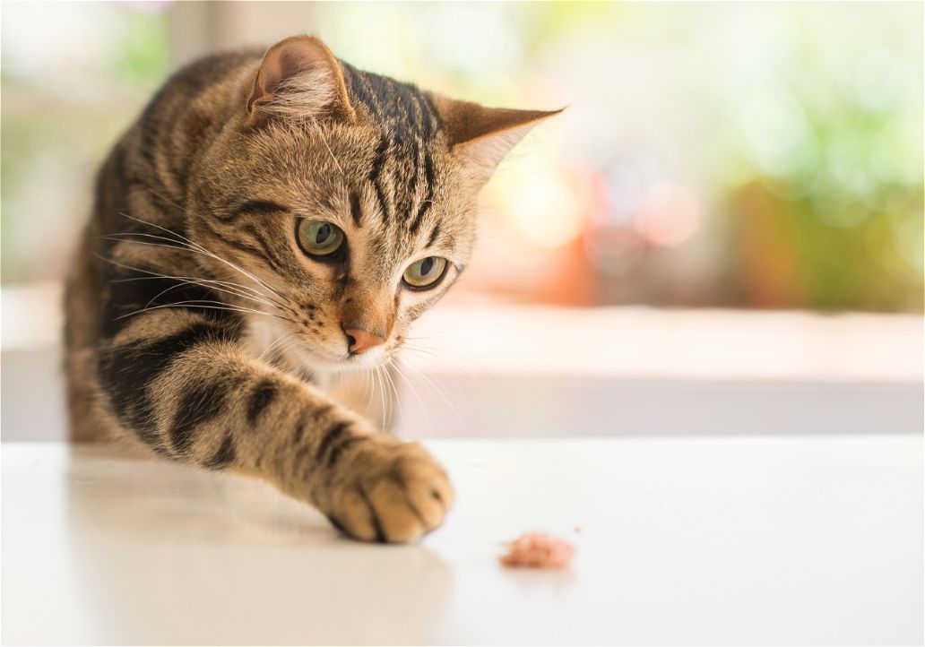 Cat reaching for a small piece of food on a white table near a window.