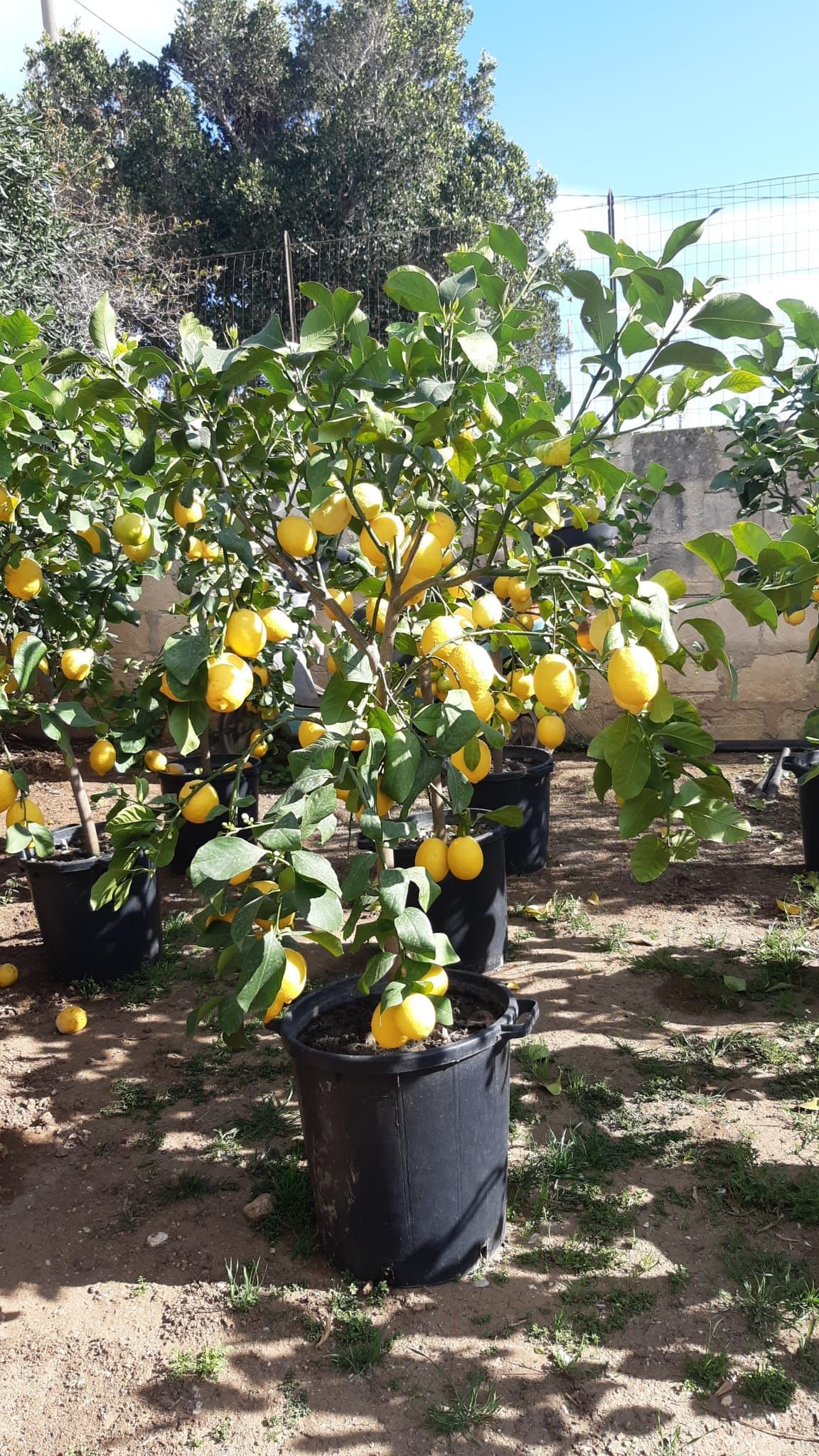 Albero di limoni in un vaso nero, carico di limoni gialli, in un ambiente esterno soleggiato.