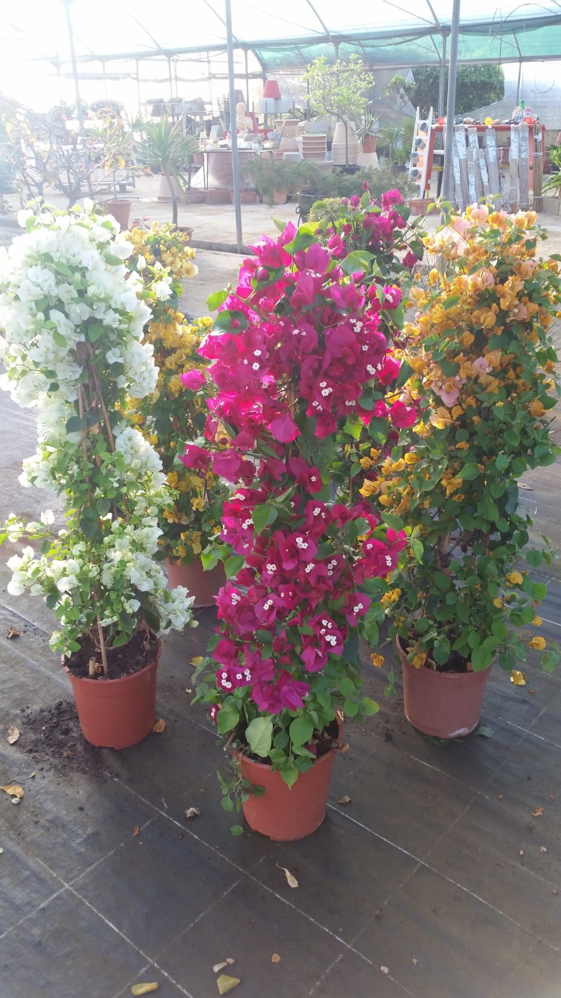 File di piante di bouganville in vaso con fiori bianchi, magenta, gialli e arancioni.
