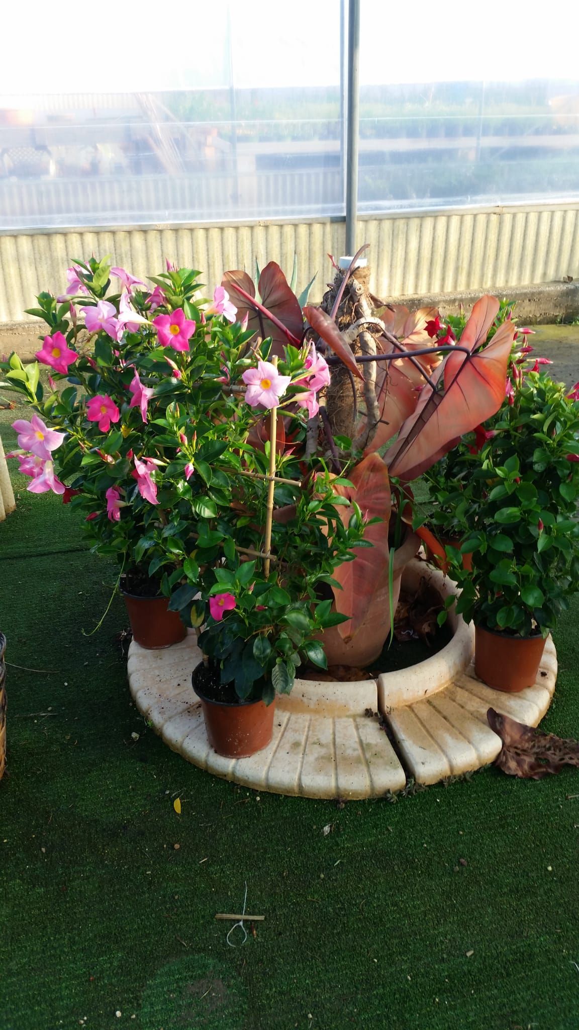 Piante fiorite rosa e verdi in vaso su una piattaforma di pietra con una scultura decorativa.