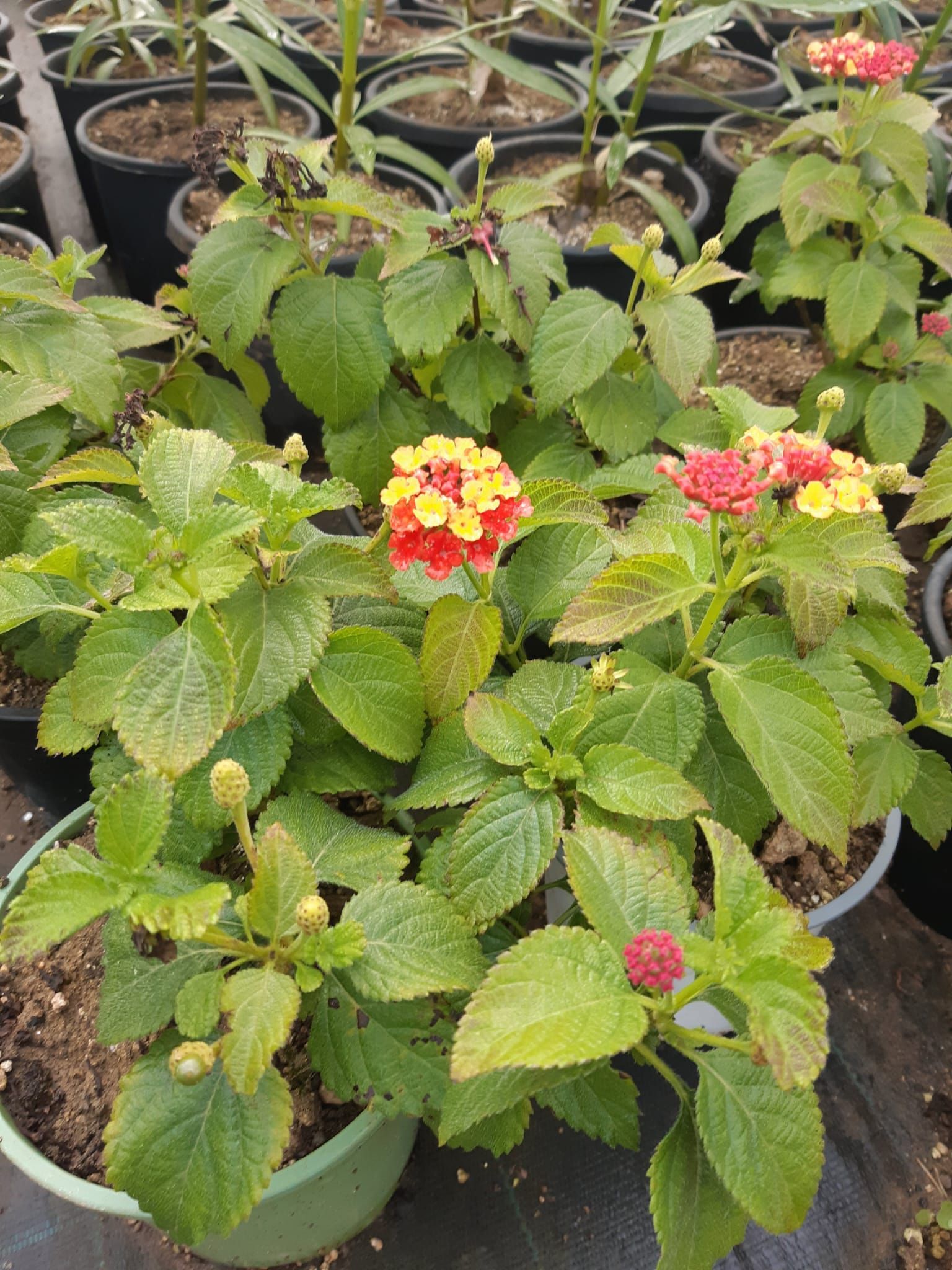 Pianta di lantana con fiori rossi e gialli e foglie verdi in un vaso verde.