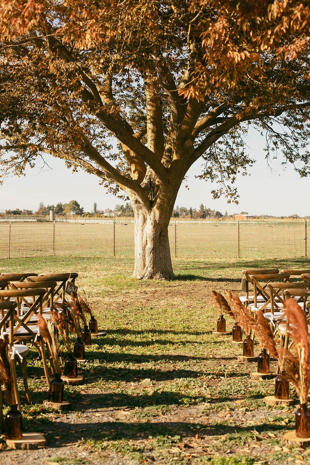 a row of wooden benches under a tree in a field .