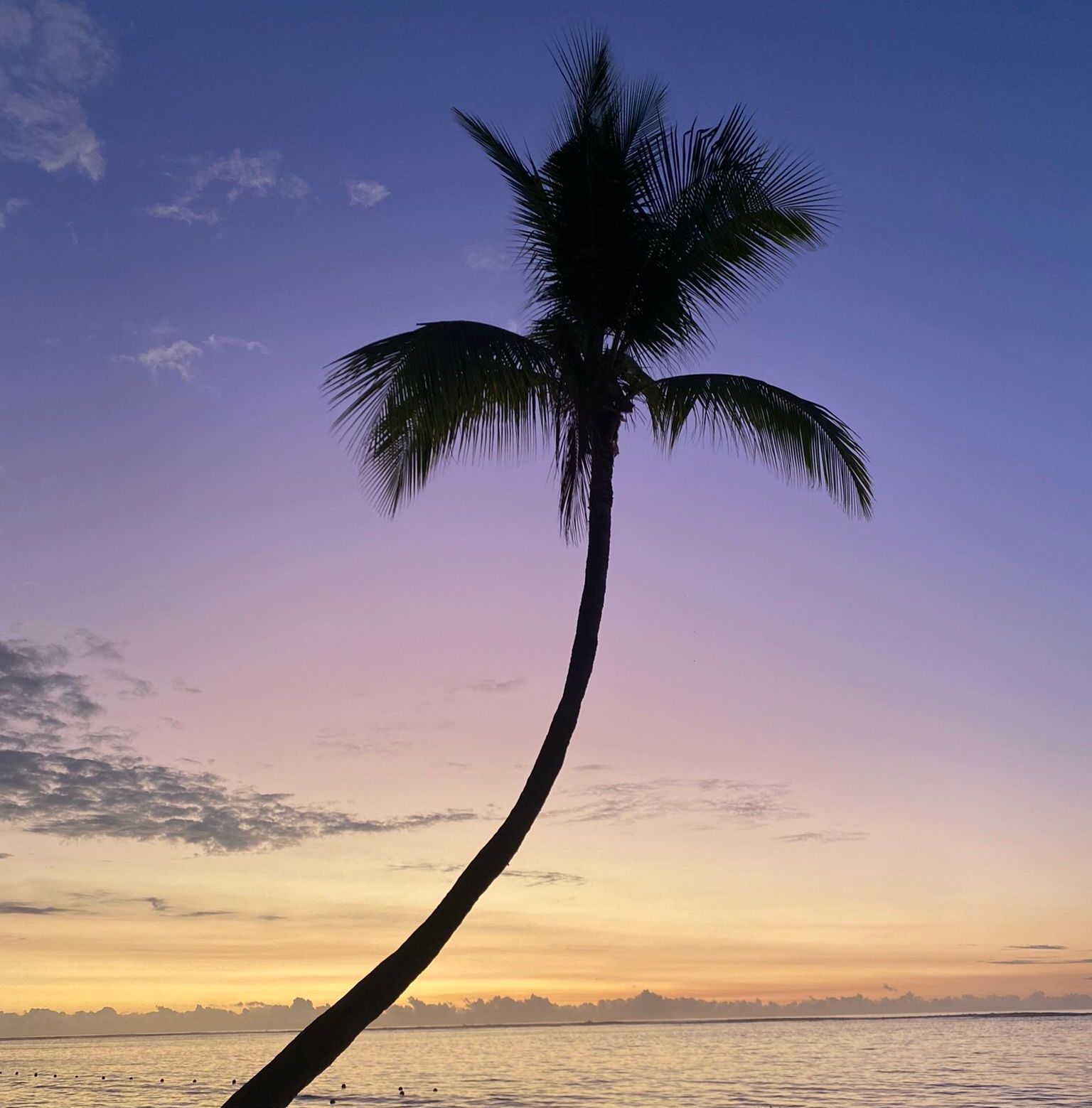 Palm tree silhouetted against a sunset sky with hues of purple, orange, and yellow over the ocean.