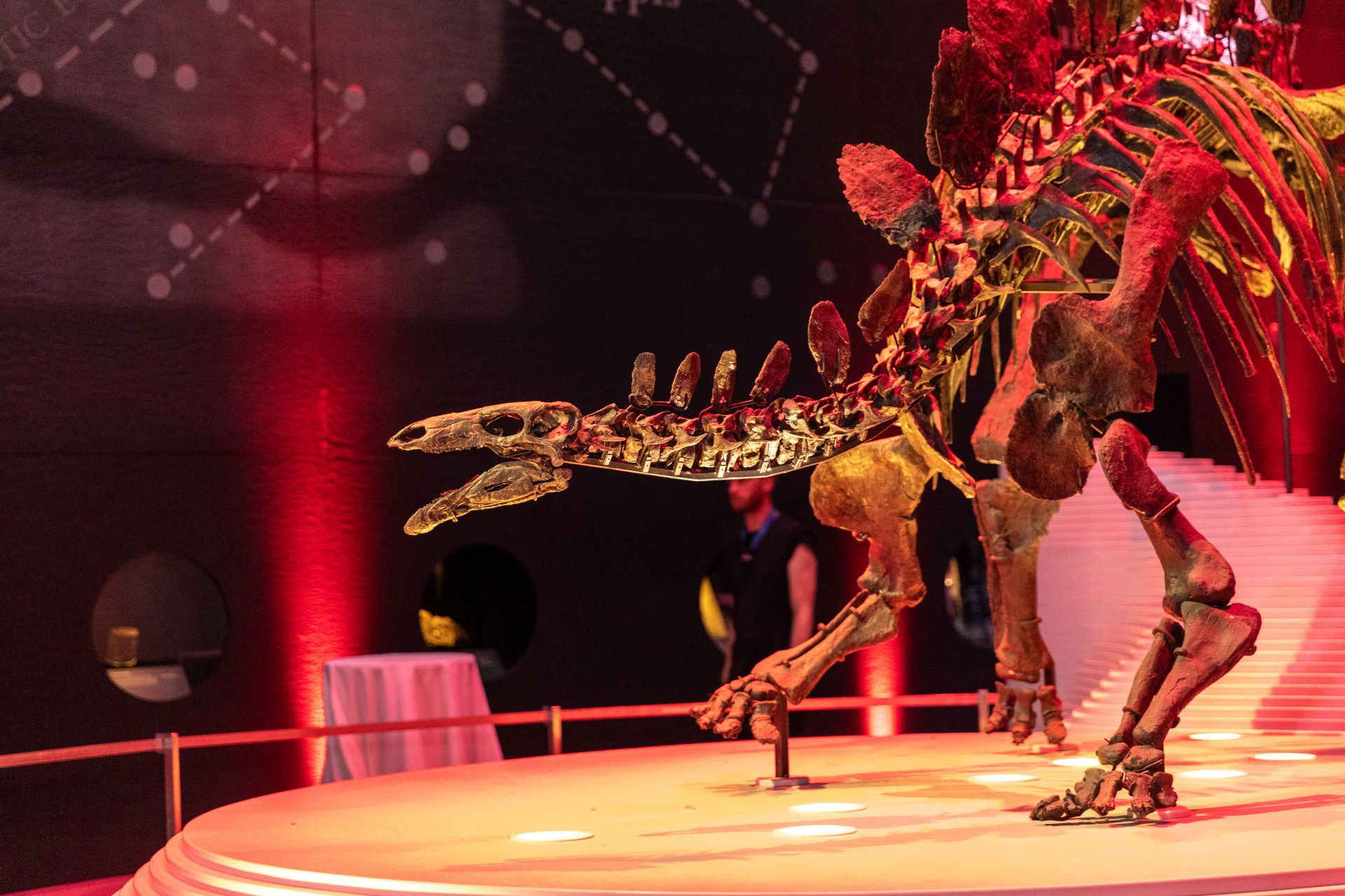 Stegosaurus skeleton on display, lit with red light in a museum setting.