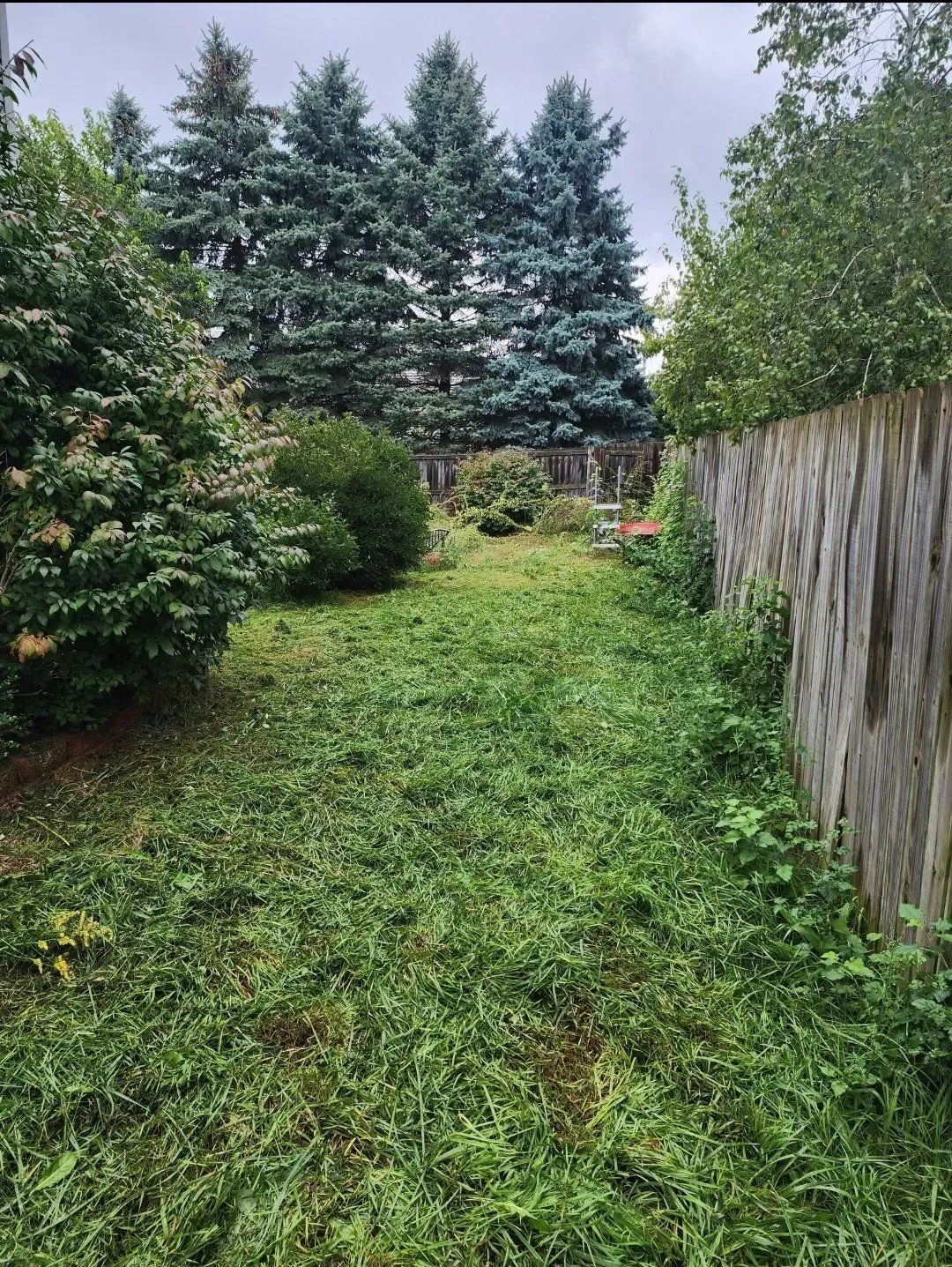 Narrow grassy backyard path between tall trees, shrubs, and a wooden fence on a cloudy day