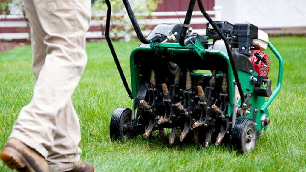 Close-up of dense green grass blades filling the frame