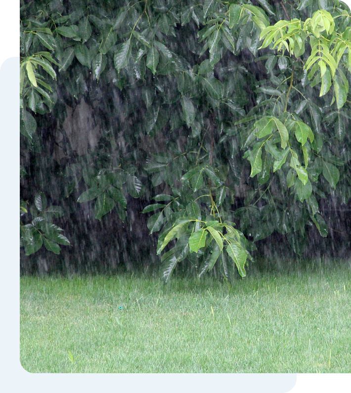 A picture of rain falling on a bush and lush grass.