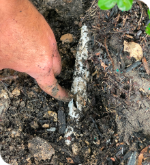 A person's hand finding a leak in a water sprinkler line, in the dirt.
