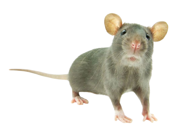 Rodent