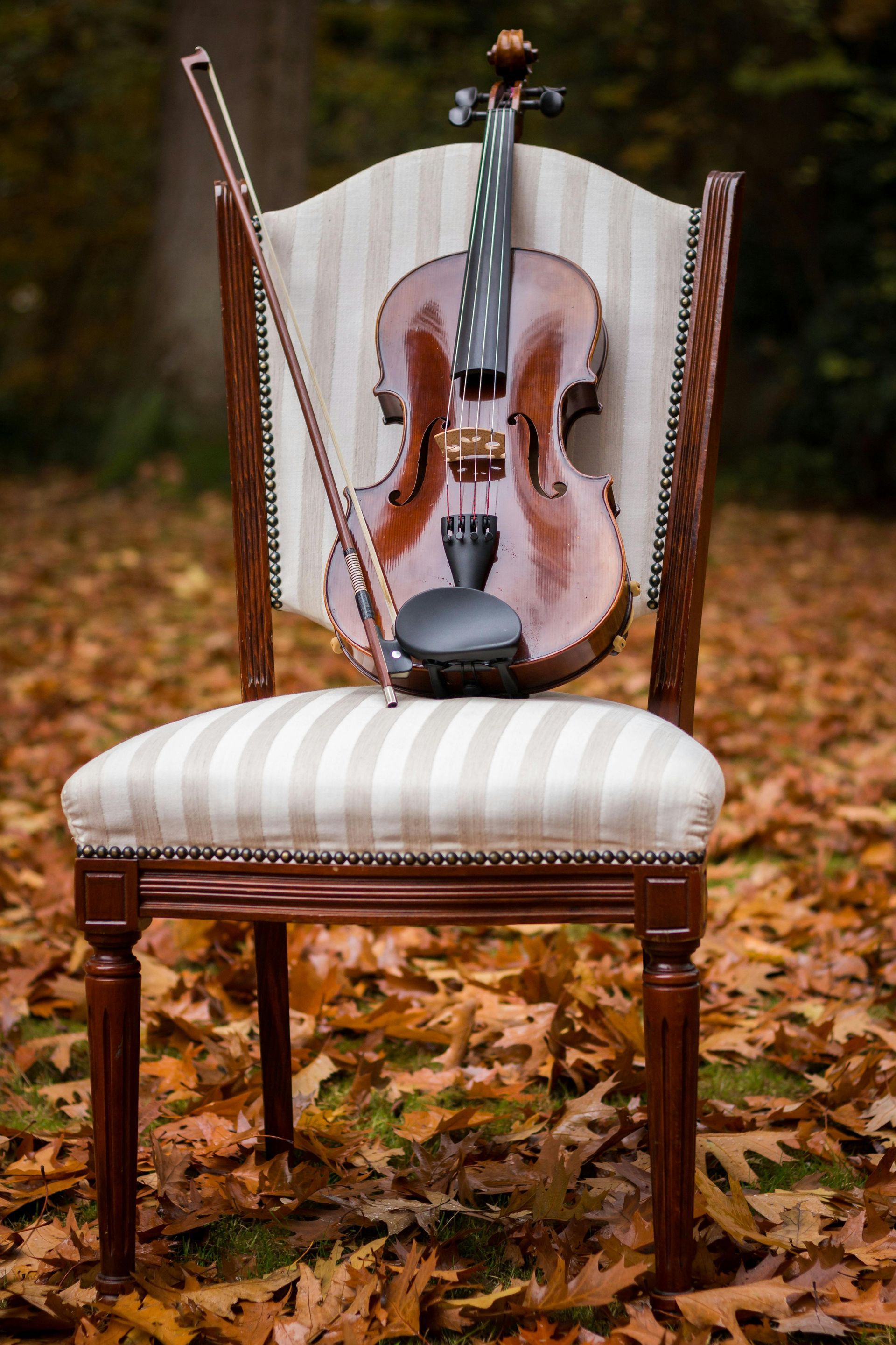 Um violino está sentado em uma cadeira cercada por folhas