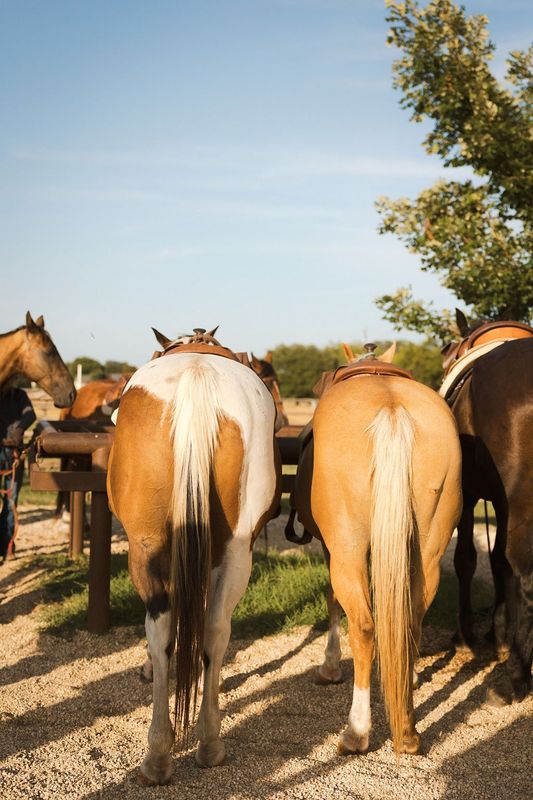 Three people on horseback ride along a trail through a green, wooded area.