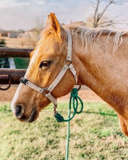 Guided first horseback ride near Waco, Texas