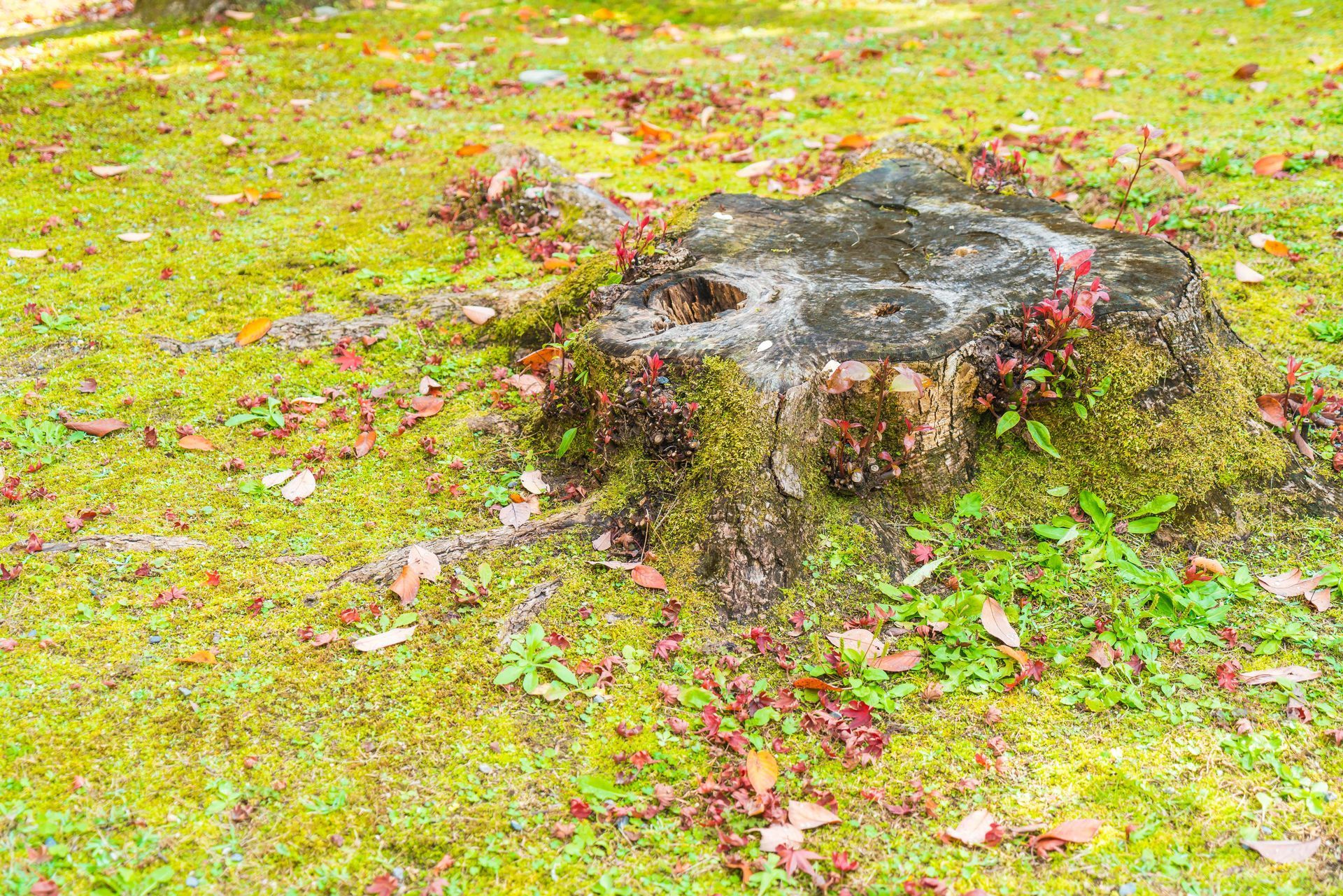 Preparing to remove unsightly stump