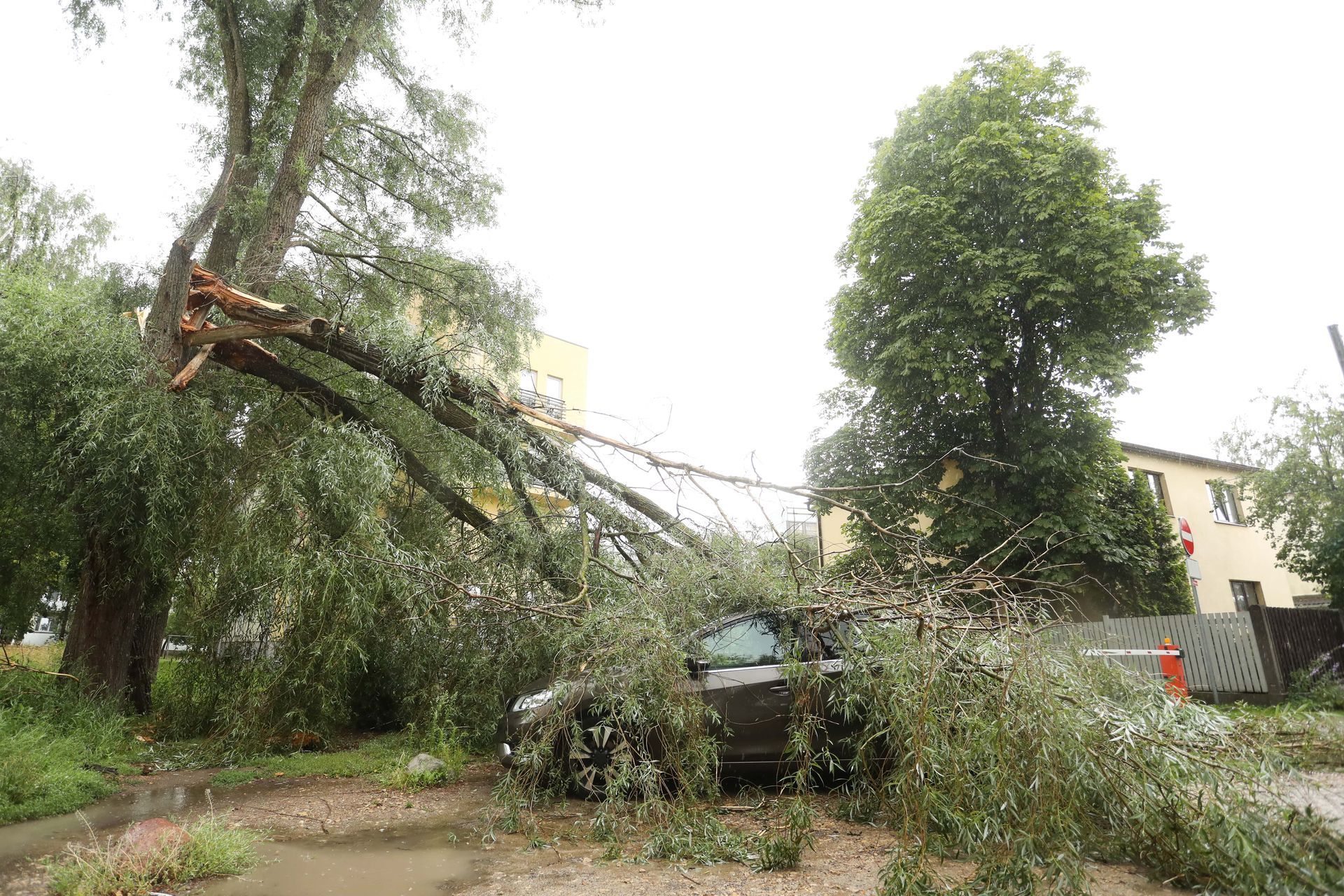 A large branch in Greenville NC has fallen on a car during a bad storm. 