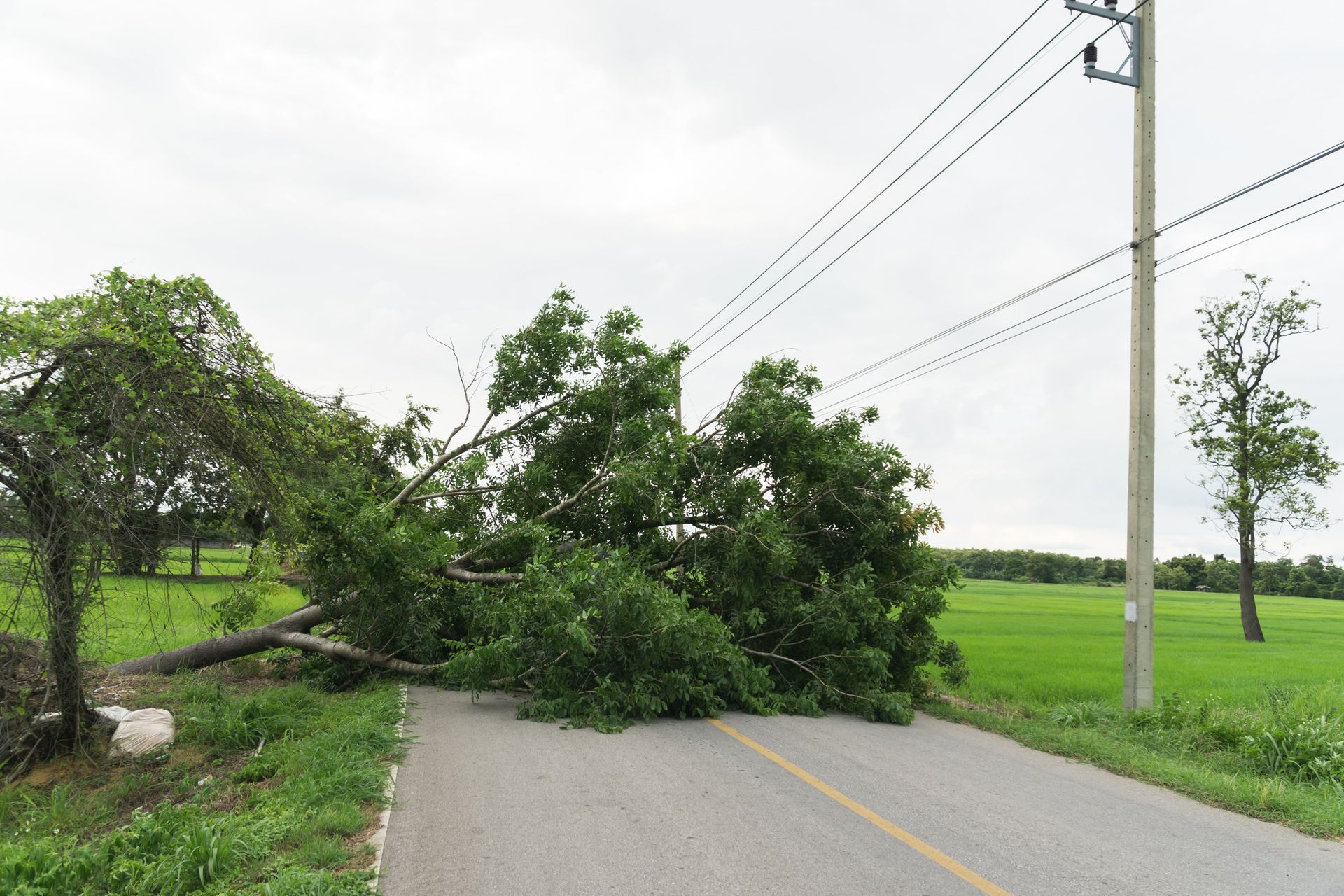 Emergency tree situation where a tree has fallen on power lines 