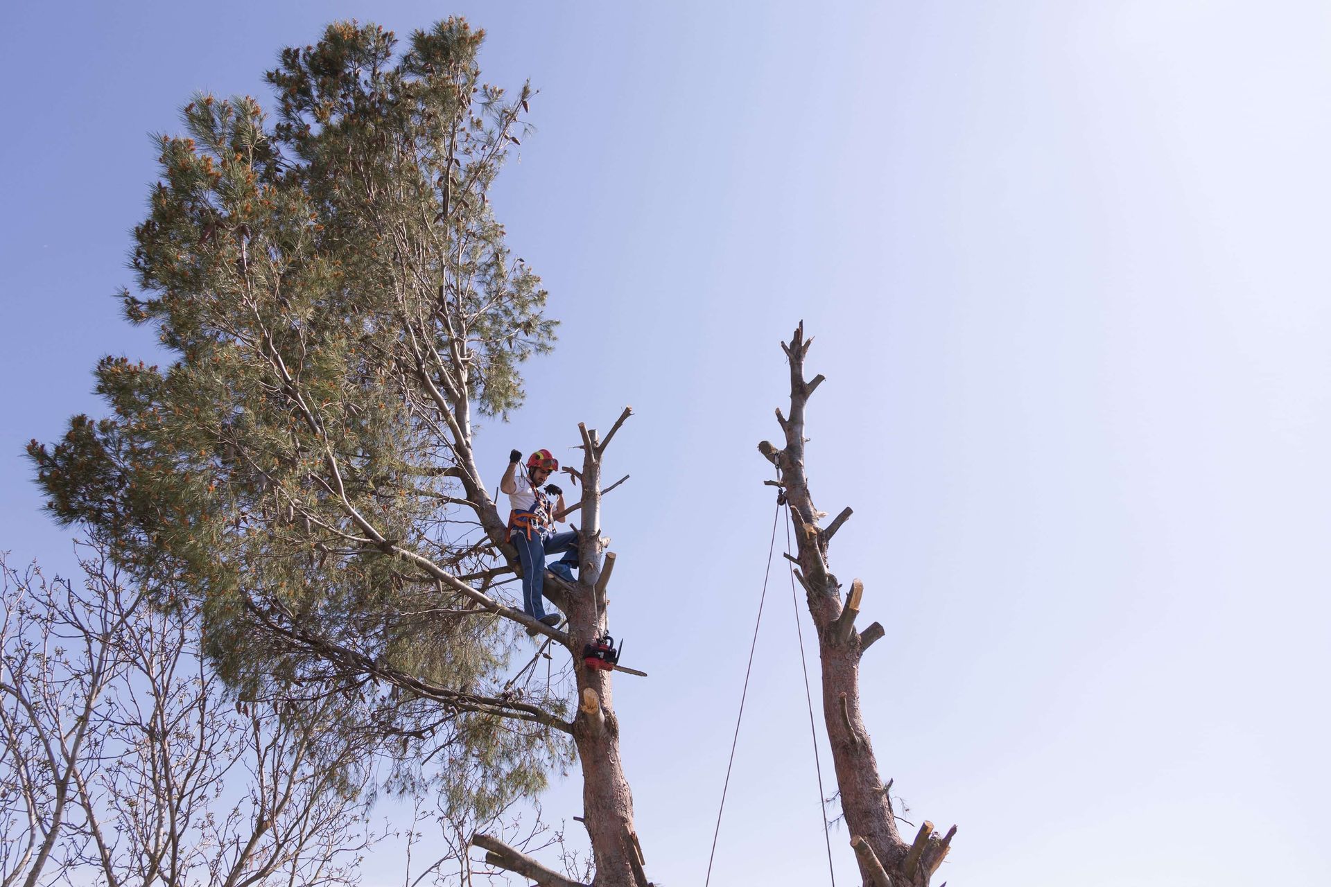 canopy raising to promote healthy growth. Frequency of tree trimming matters.