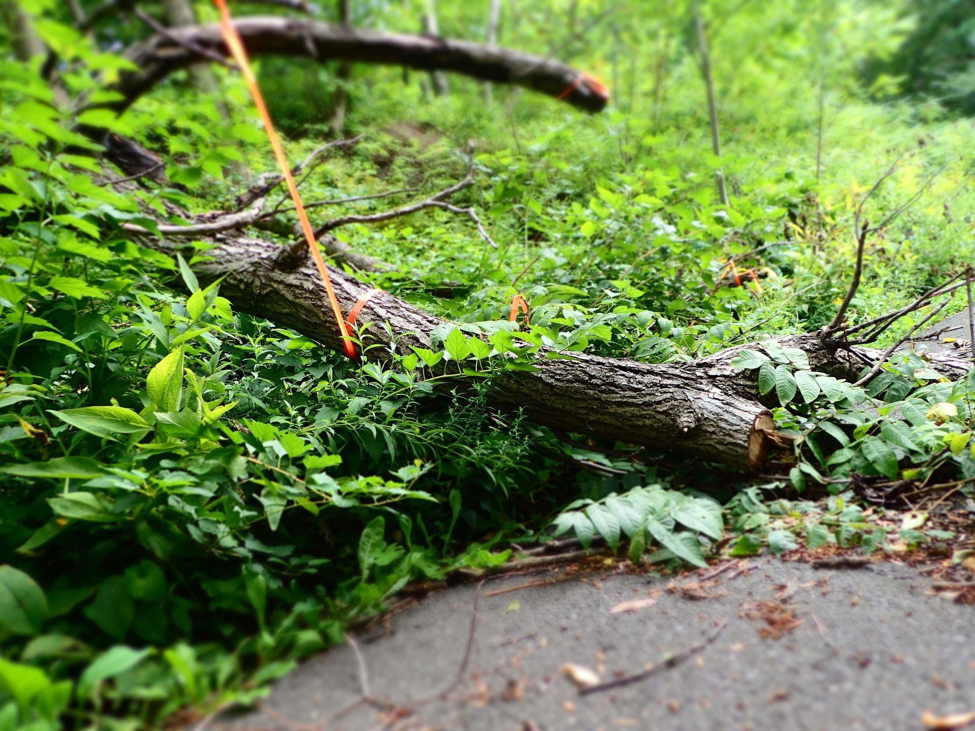 Removing limbs that fell in the street due to wind gusts from a storm in Greenville, NC.