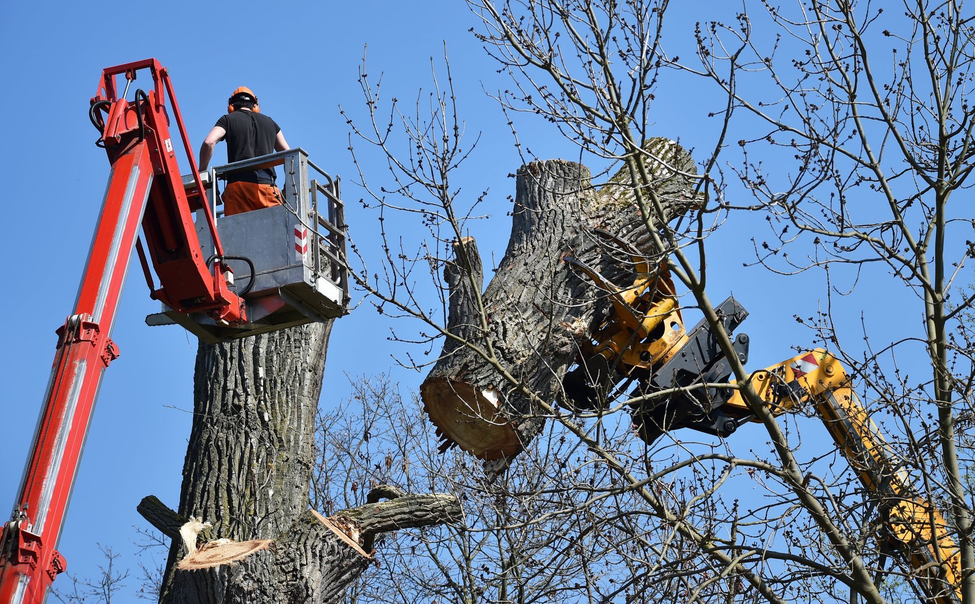 Arborist using professional tools to perform a Dangerous Tree Cutting job in Greenville NC