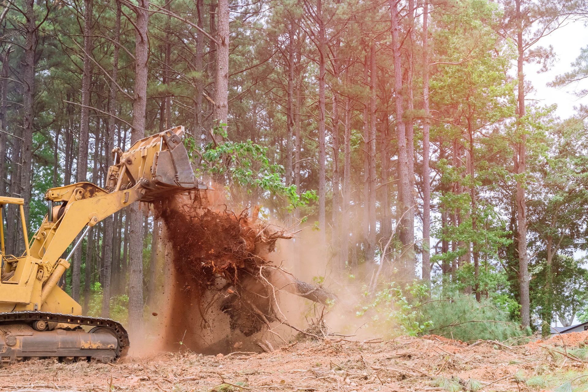 Using heavy machinery for commercial stump removal