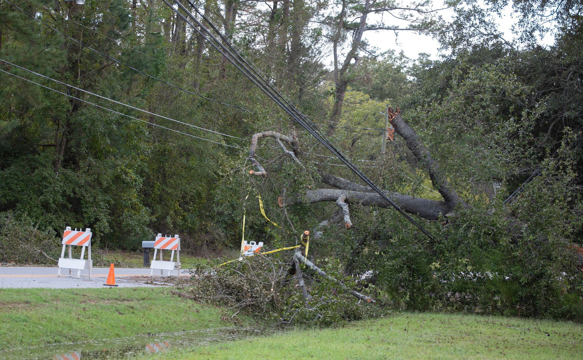 A hazardous tree that fell on power lines. 