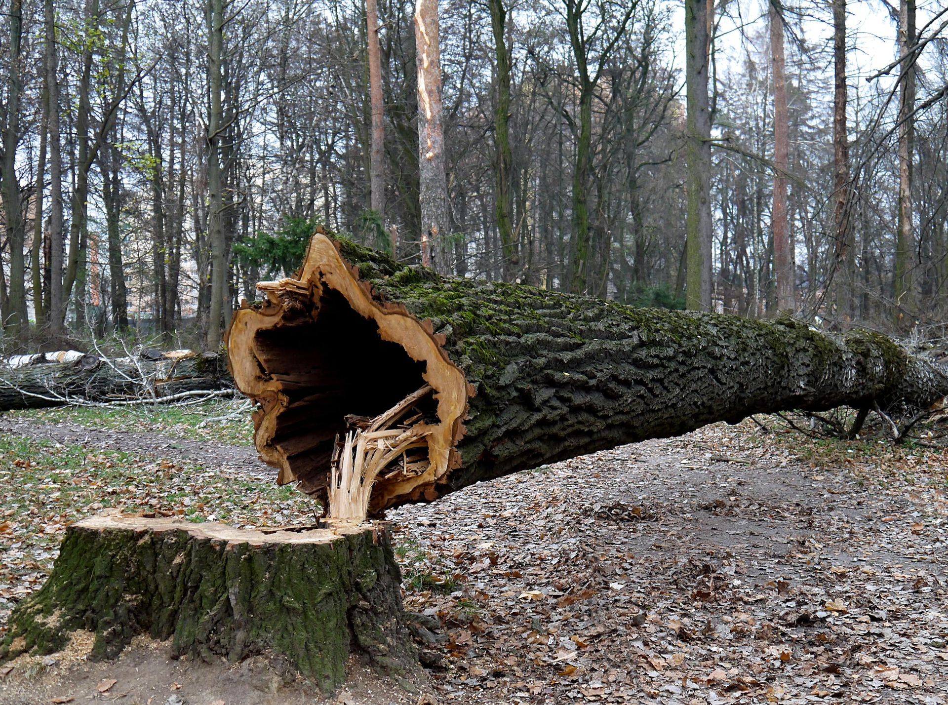Arborist service cutting down backyard tree for a loyal client
