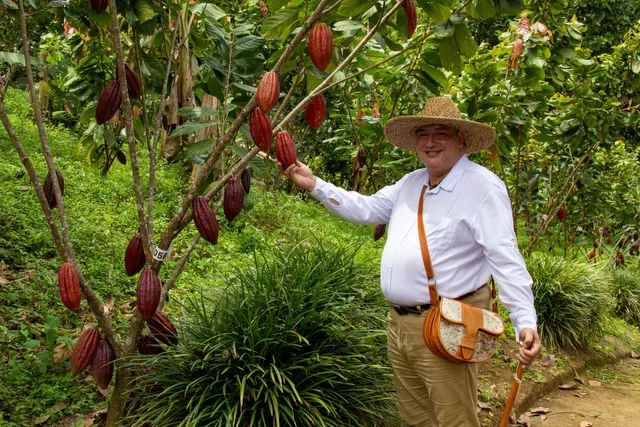 cacao en colombia