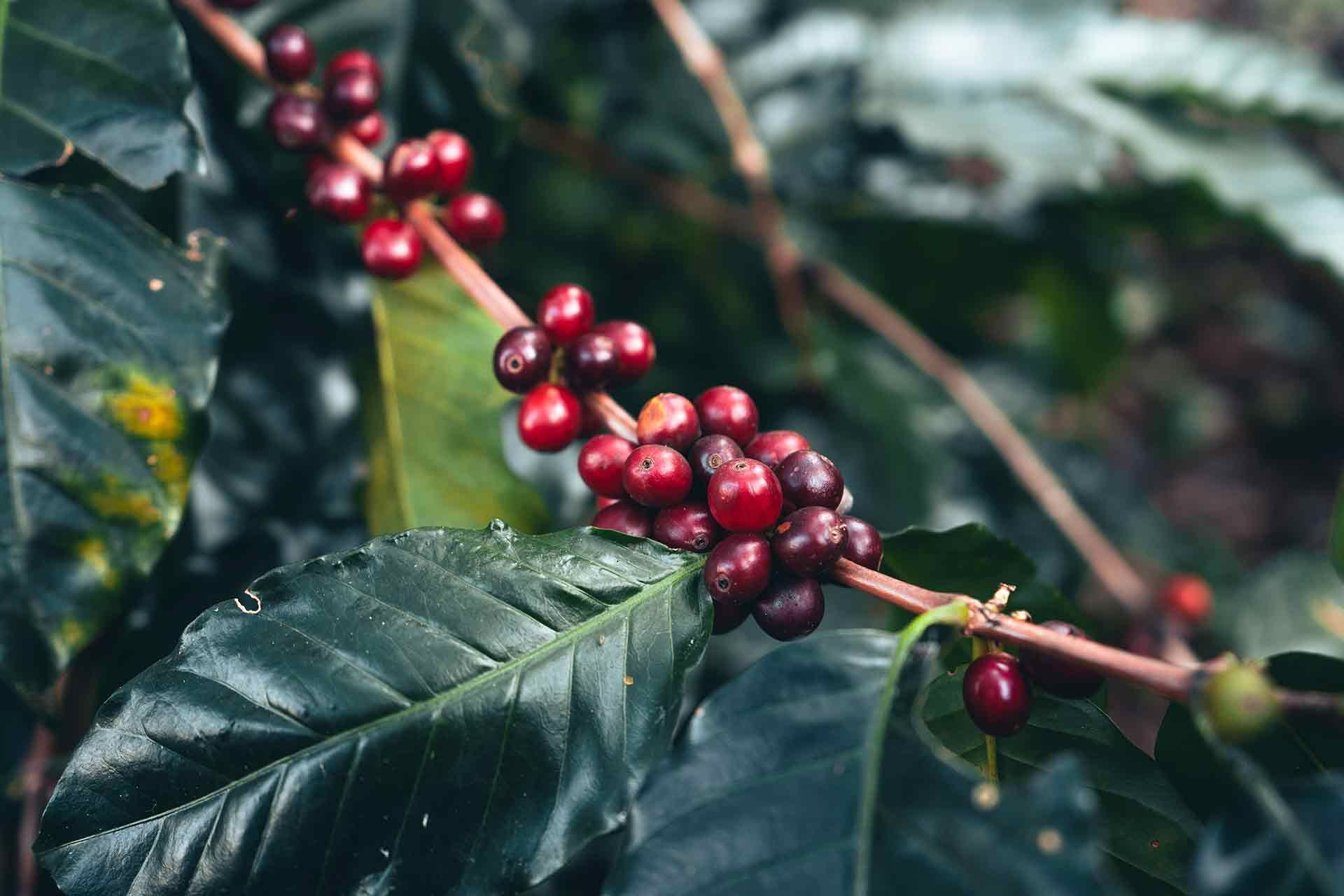 catacion del cafe casa rivera del cacao