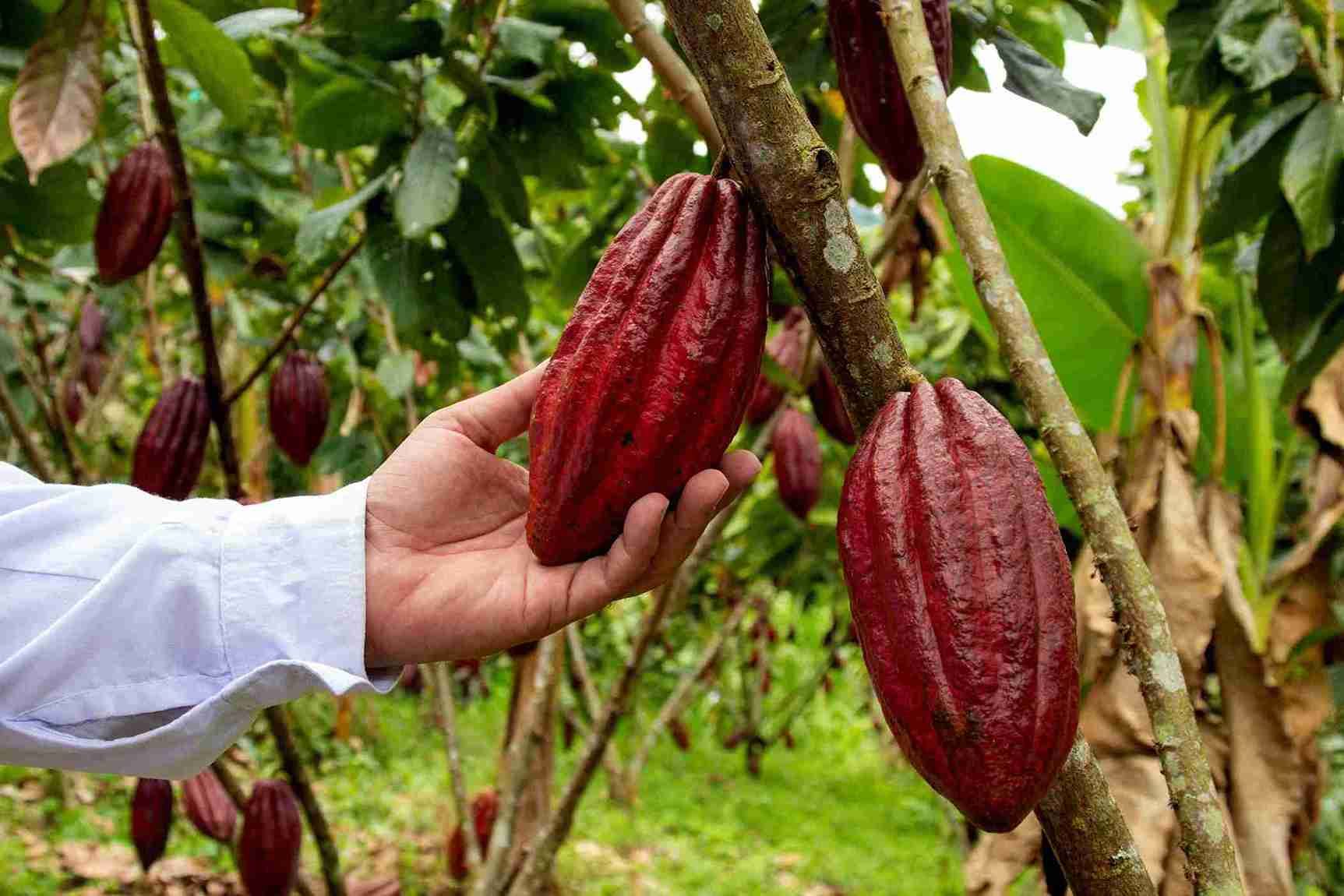 cacao en colombia