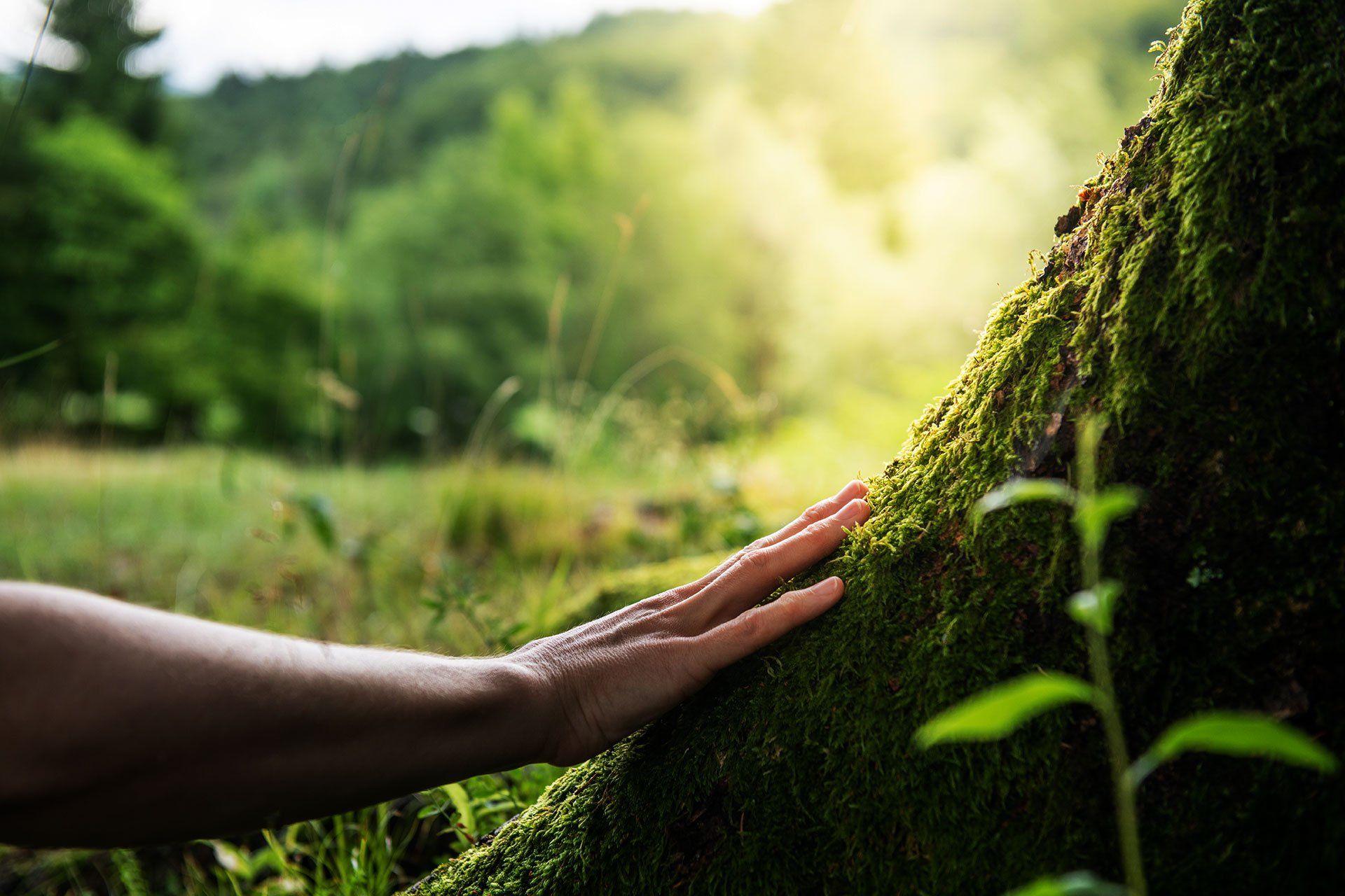 Connecting with Nature — Plympton, SA — Aaron Slape Acupuncturist