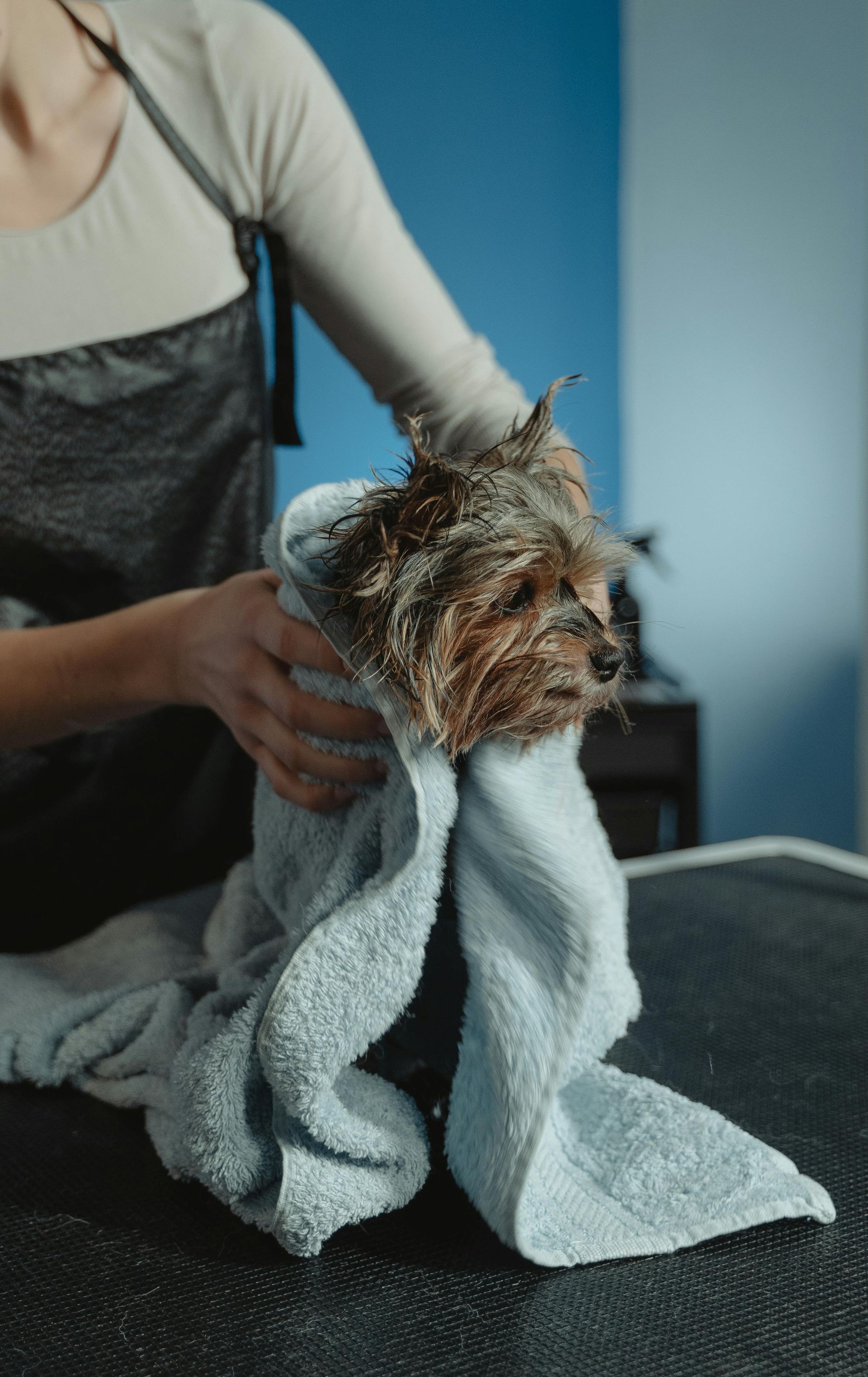 Un cane bagnato, avvolto in un asciugamano azzurro, viene tenuto in braccio da una persona con un grembiule su un tavolo da toelettatura.