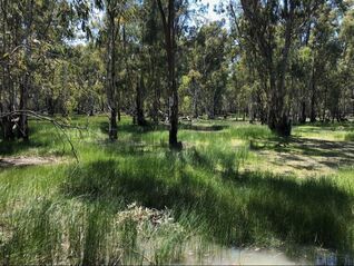 Sunny grassy woodland with tall trees and dappled shade