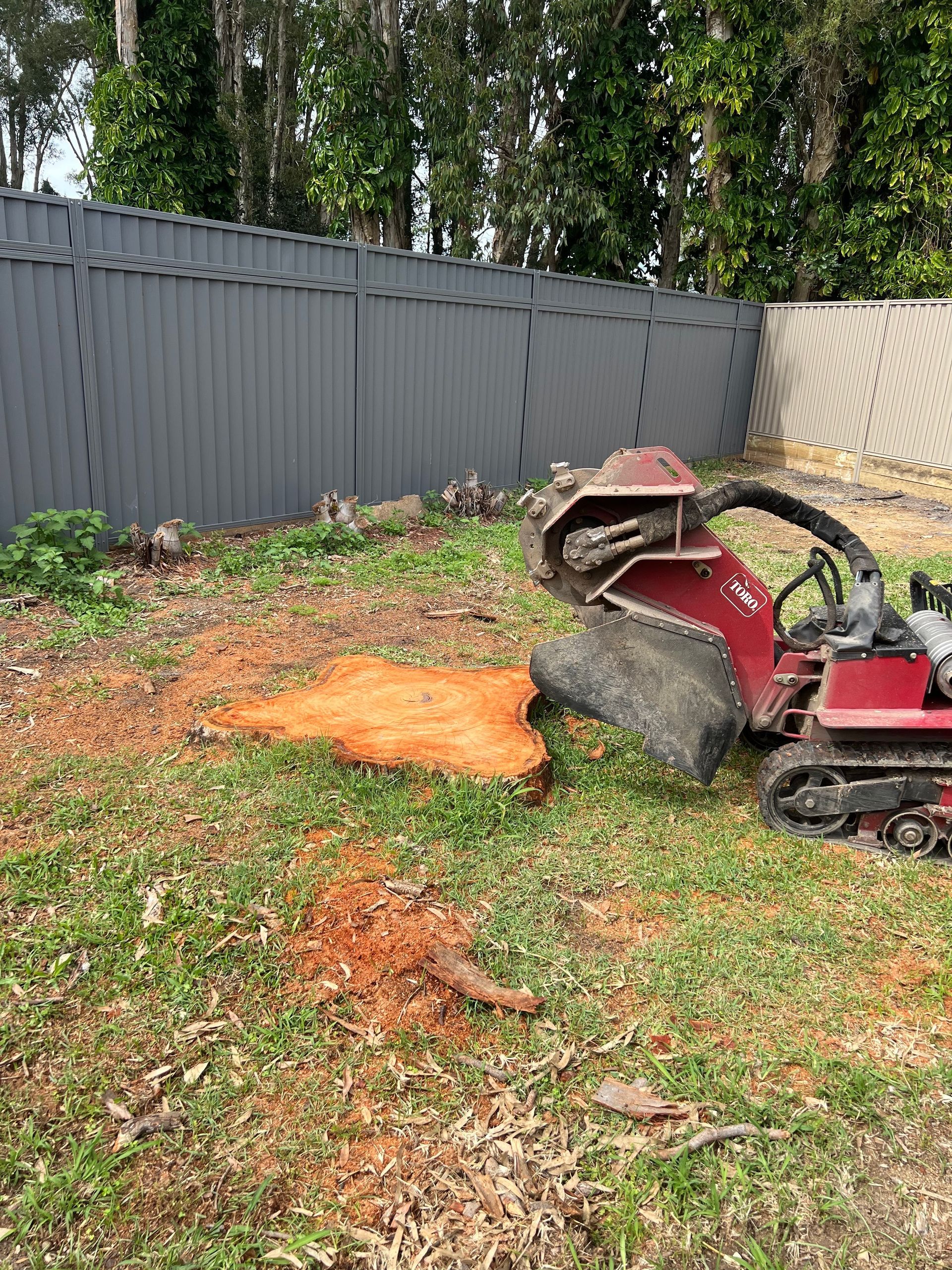 Our stump grinder grinds a large iron bark stump.
