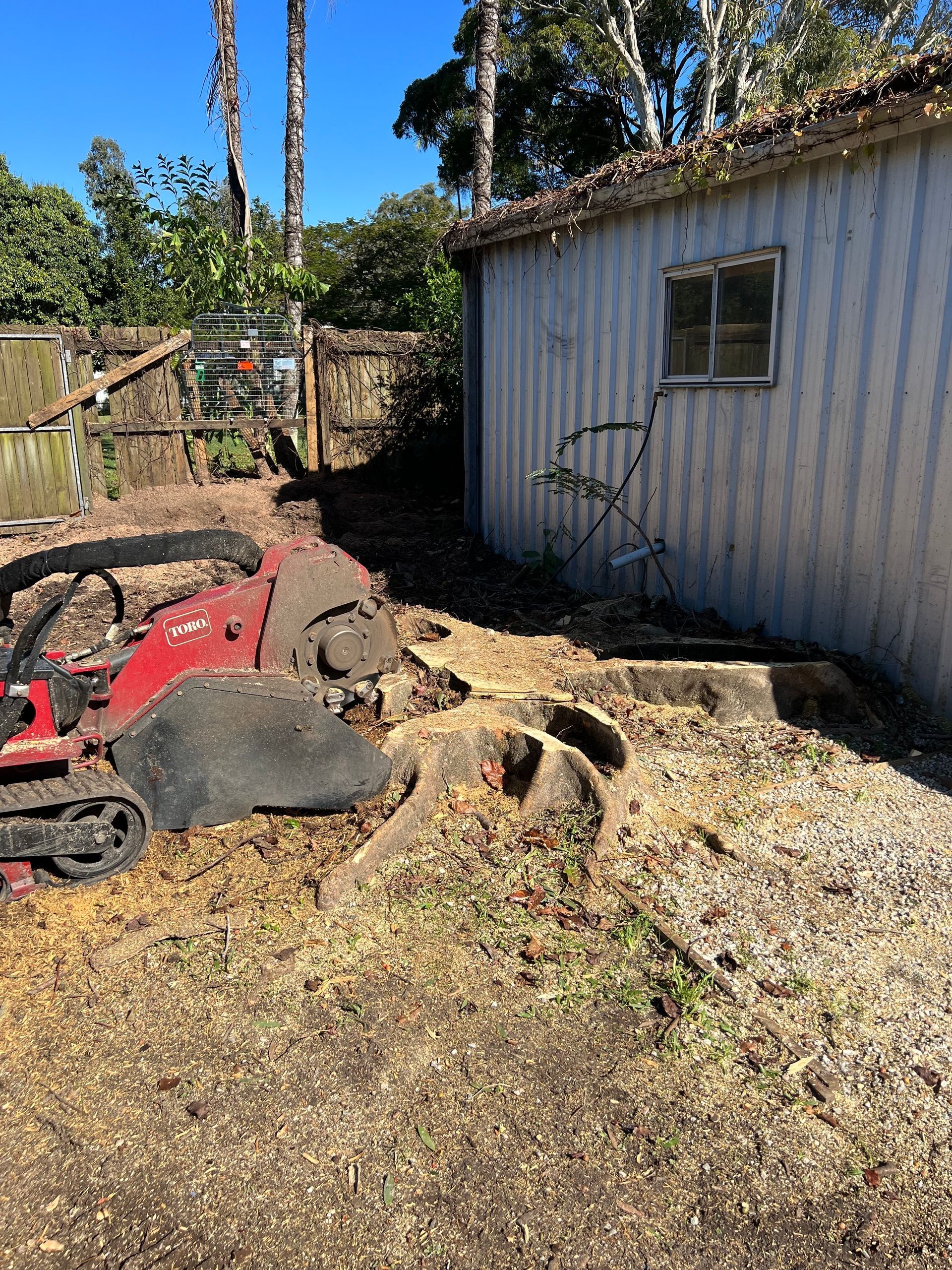 Poinciana stump removal with the exposed root system.
