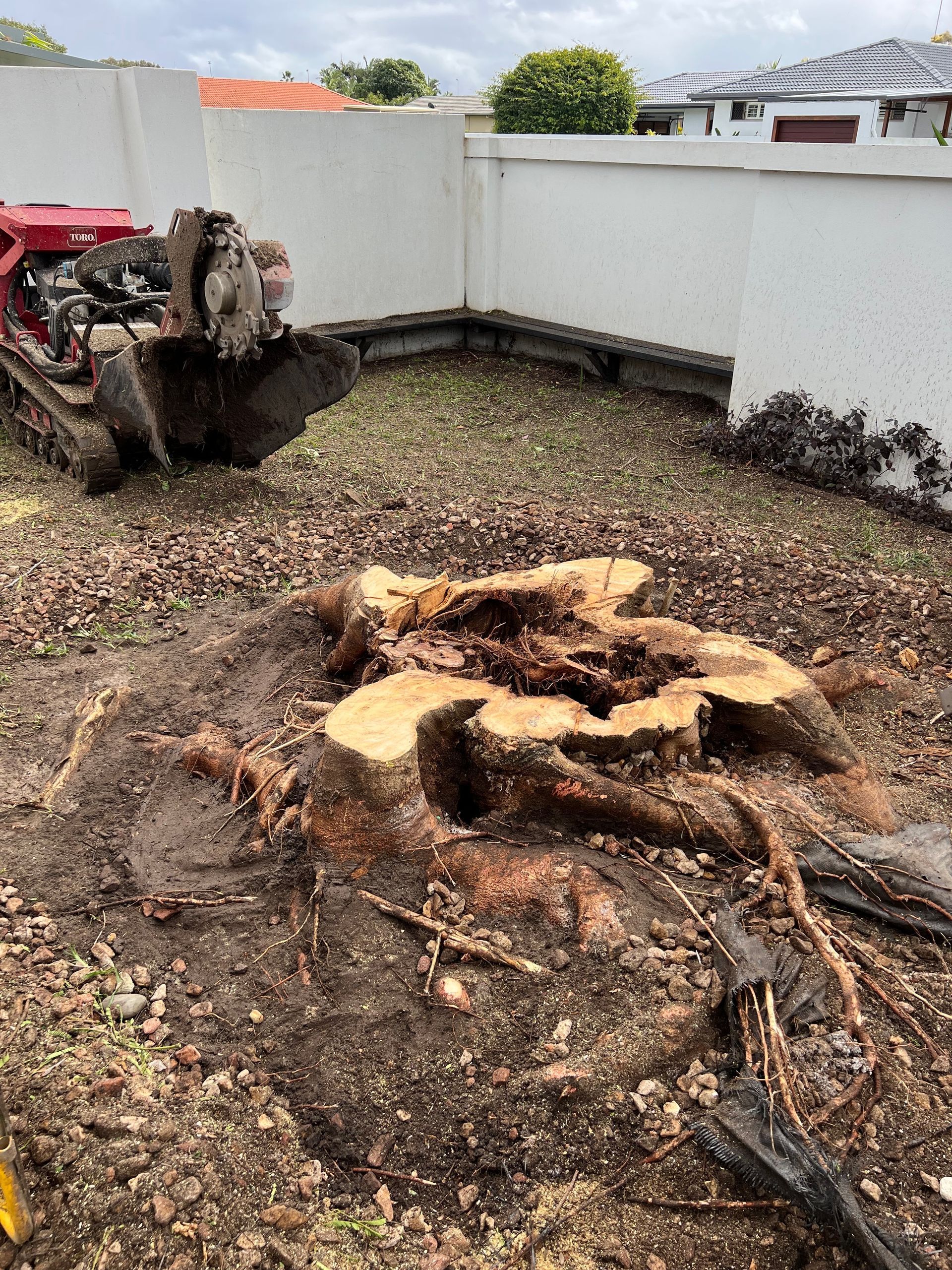 This Jacaranda stump was an eyesore in the middle of the yard