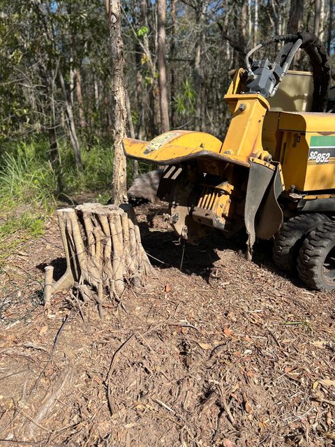 stump removal gold coast
